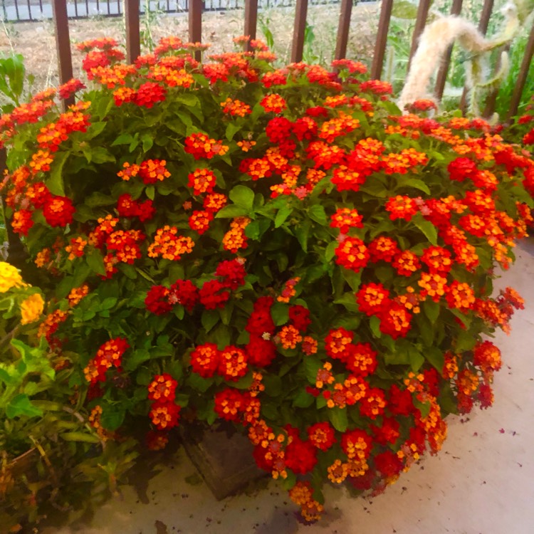plant image 1722017 plant image 1722017