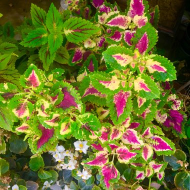 Coleus 'Down Town Vegas Neon”