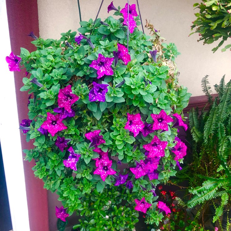 plant image 1729183