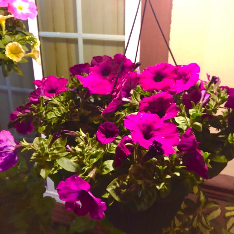 plant image 1731192