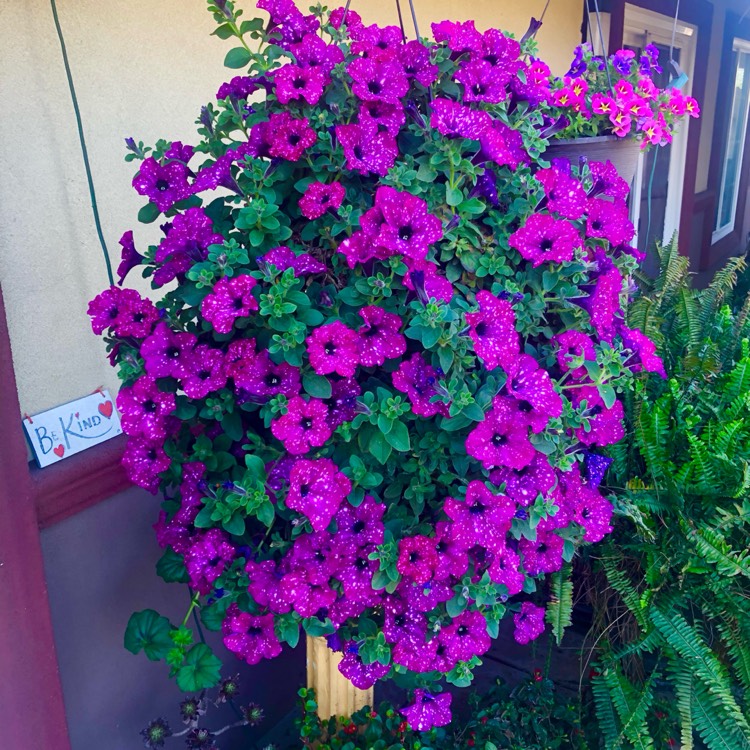 plant image 1731726