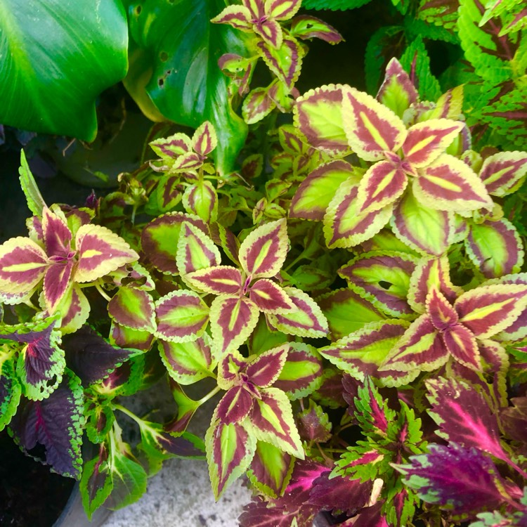 plant image 1732397