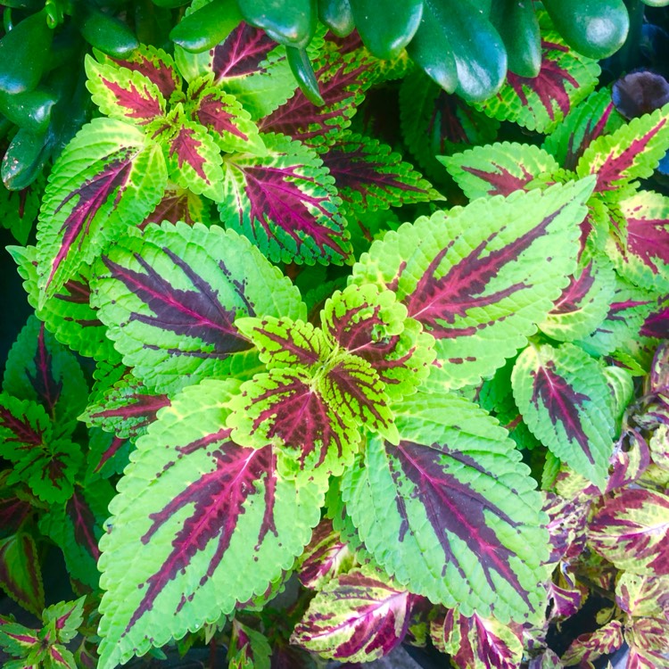 plant image 1732401