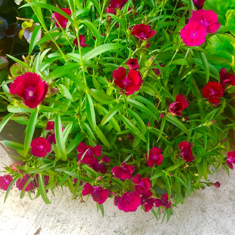 plant image 1732407 plant image 1732407