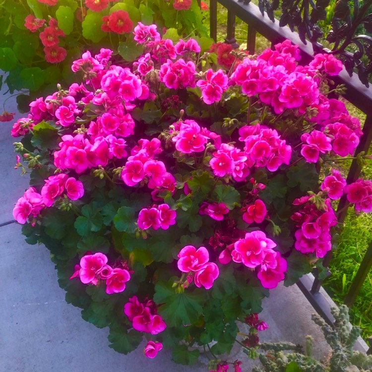 plant image 1732412