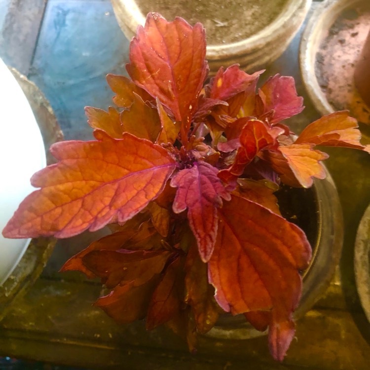 plant image 1732465