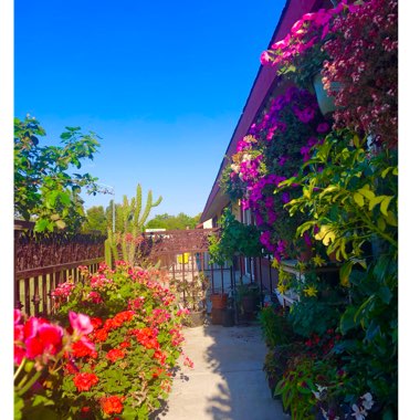 David's garden