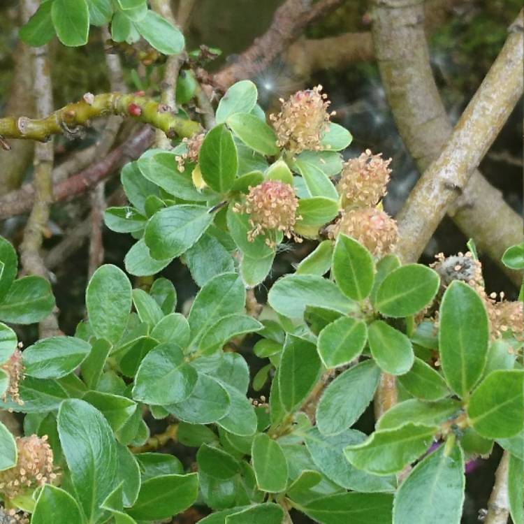 Plant image Salix Retusa