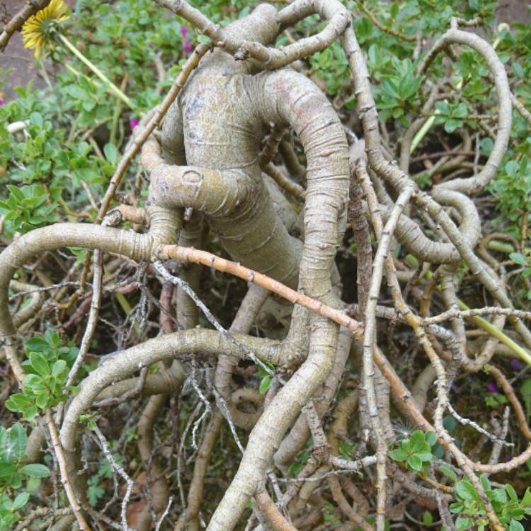 plant image 415009