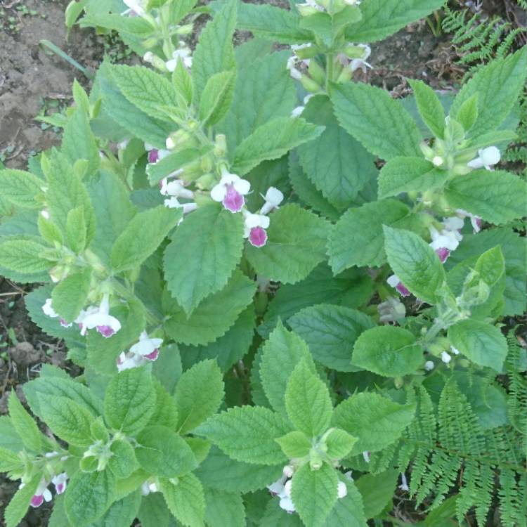 Plant image Melittis melissophyllum