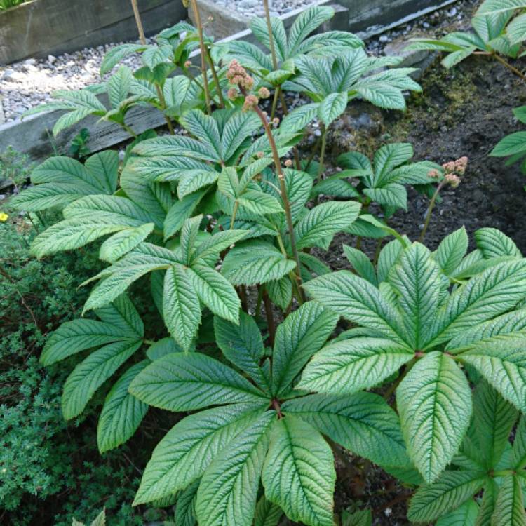 Plant image Rodgersia pinnata 'Superba'