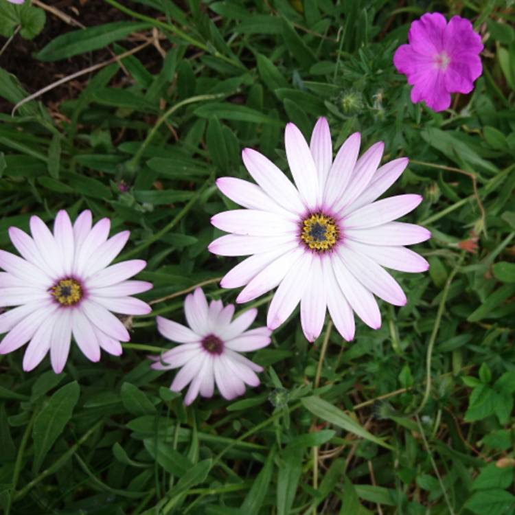 Plant image Osteospermum Ecklonis 'Akila White Purple Eye'