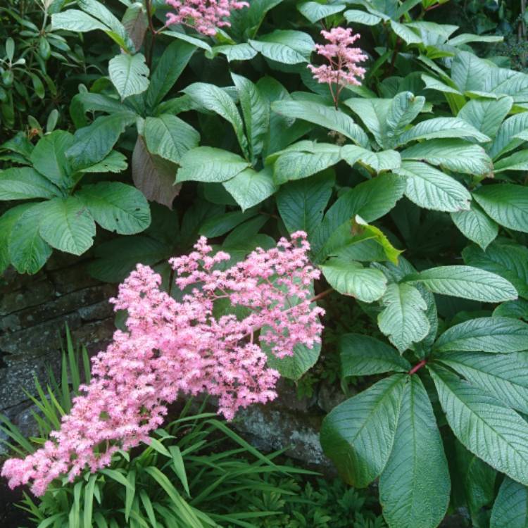 Plant image Rodgersia pinnata 'Superba'