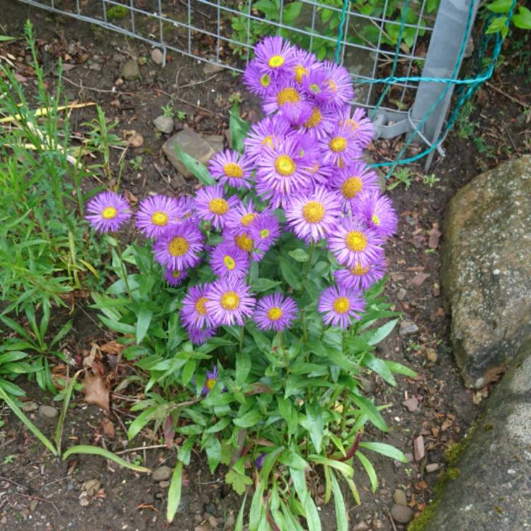 Plant image Aster Violetta