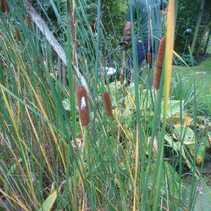 plant image 551833