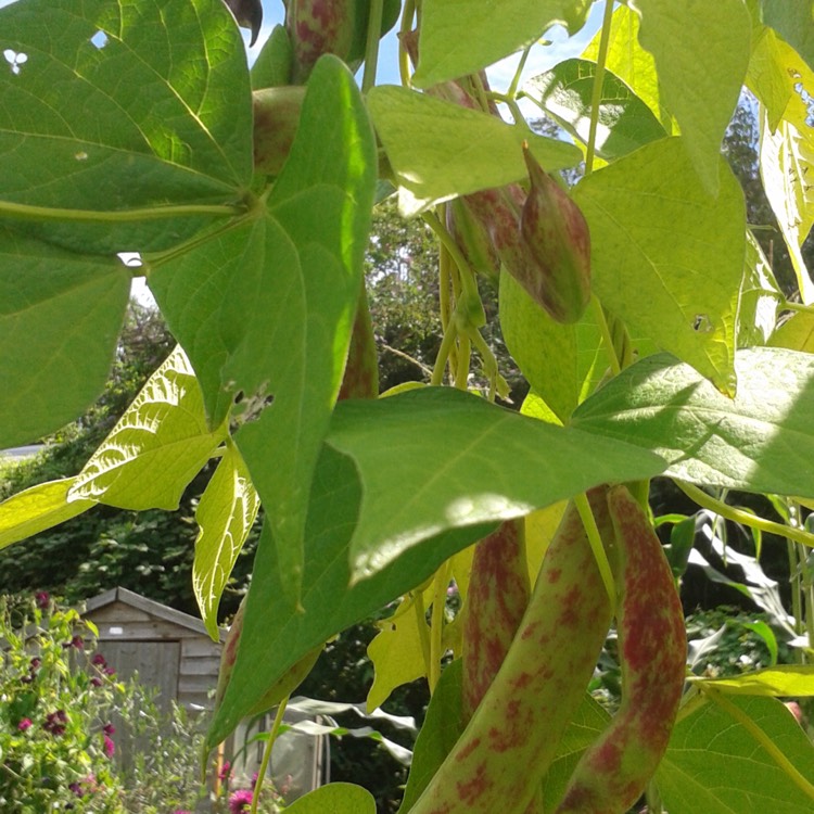 Plant image Phaseolus vulgaris Cranberry Group 'Firetongue'