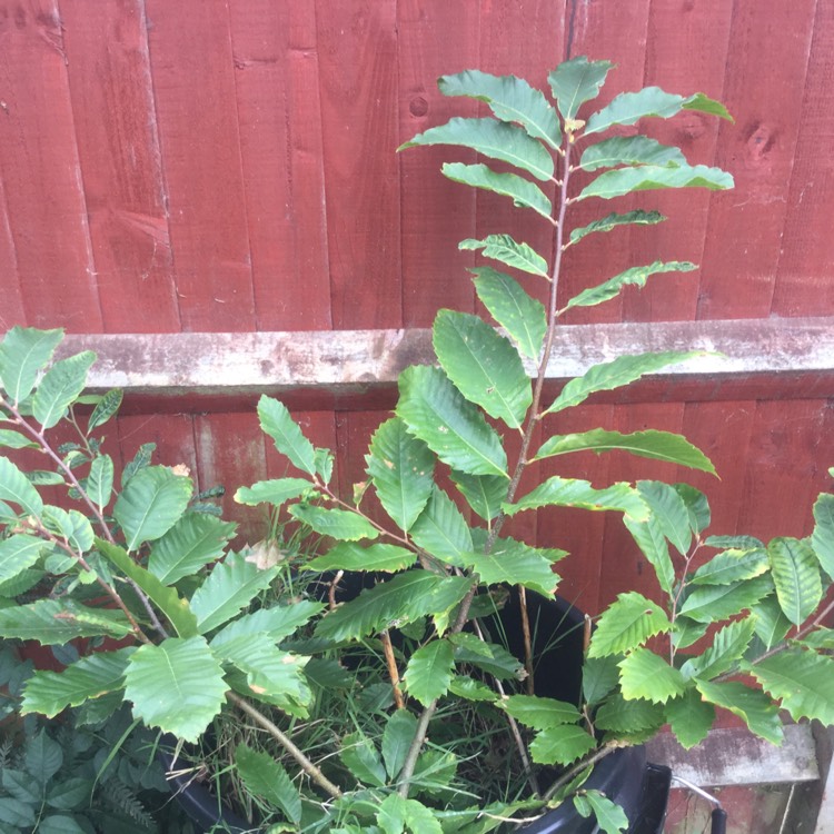Plant image Castanea sativa