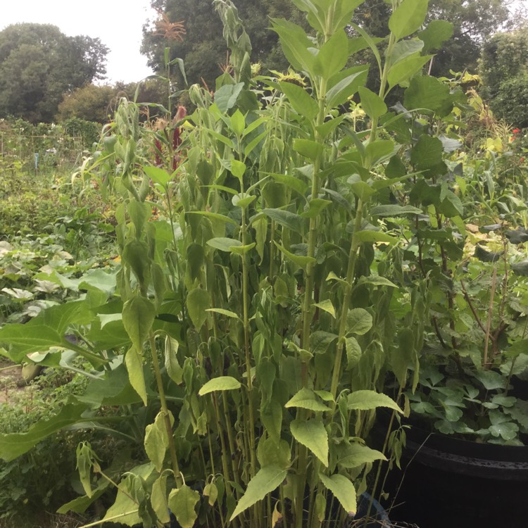 plant image 533054