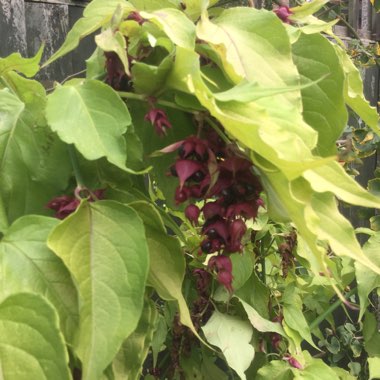 Himalayan Honeysuckle