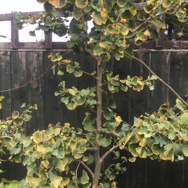 Himalayan Honeysuckle