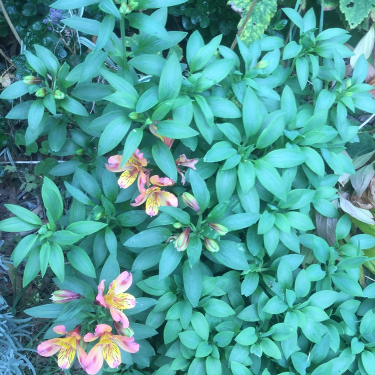 Plant image Alstroemeria 'Tesheartin' (Inticancha Series) syn. Alstroemeria 'Inticancha White Pink Heart'