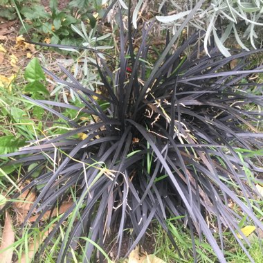 Black Mondo Grass 'Nigrescens'