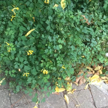 Yellow corydalis