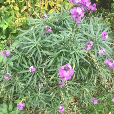 Wallflower 'Bowles's Mauve'