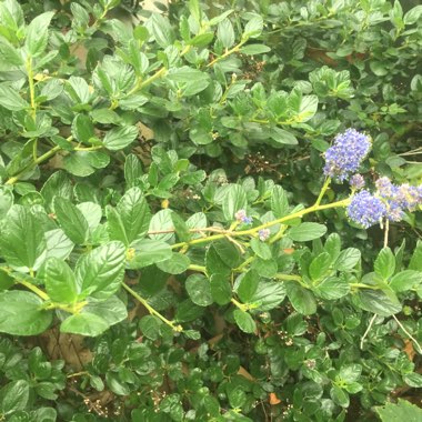 Californian Lilac