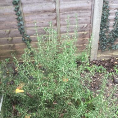 Rosemary