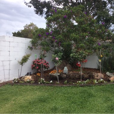 Vanessa's garden