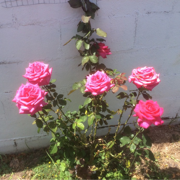 Plant image Rosa 'Meiviolin' syn. Rosa 'Eden Rose 88', Rosa 'Eden Rose 85', Rosa 'Pierre De Ronsard'