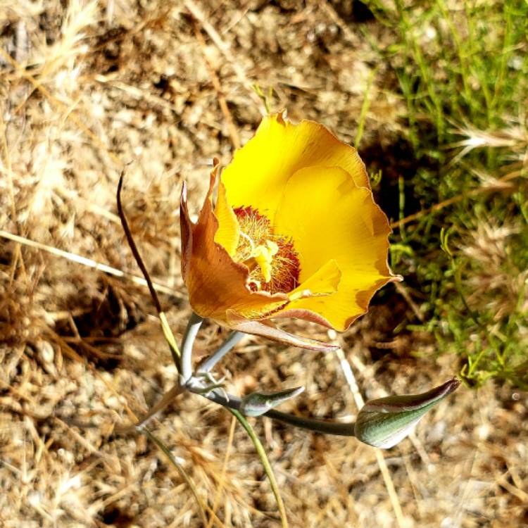 Plant image Calochortus nuttallii