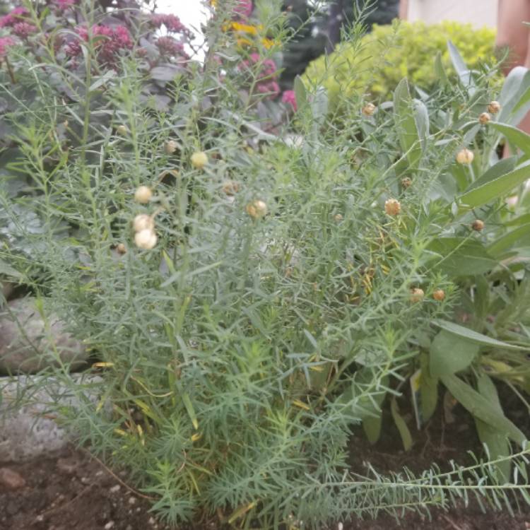 Plant image Linum perenne