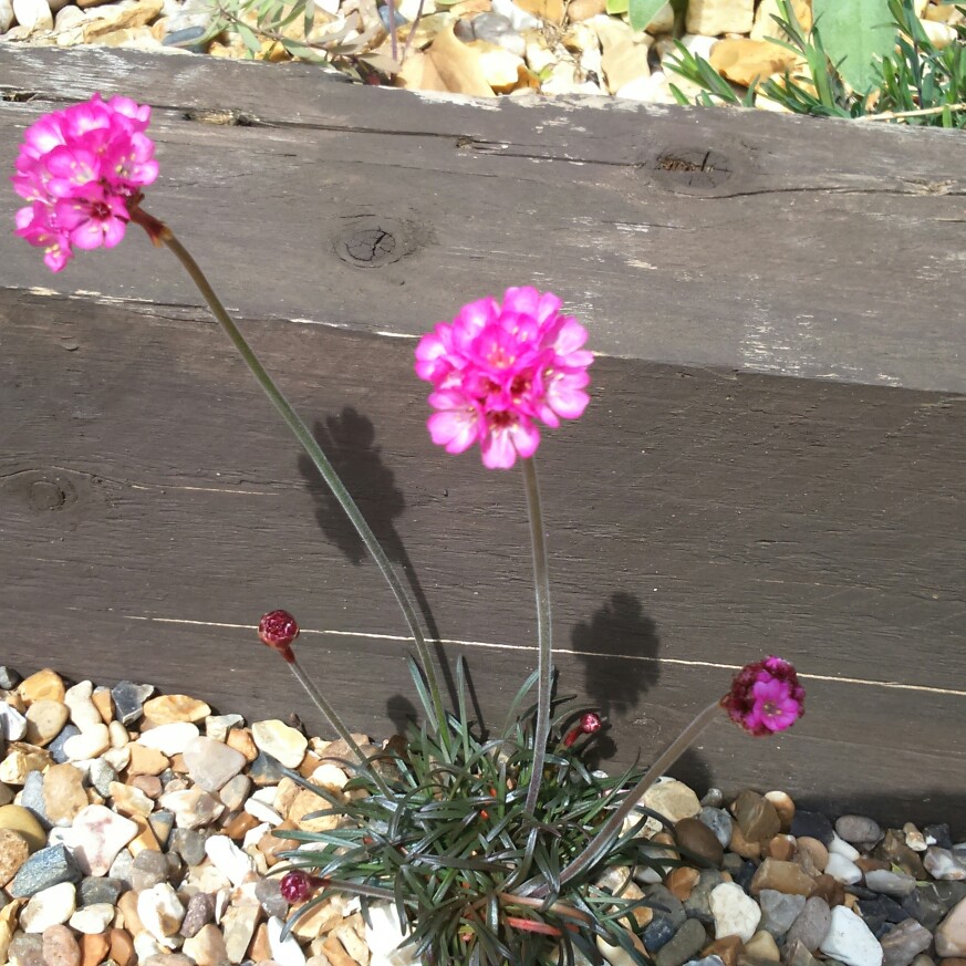 Plant image Armeria Rubrifolia
