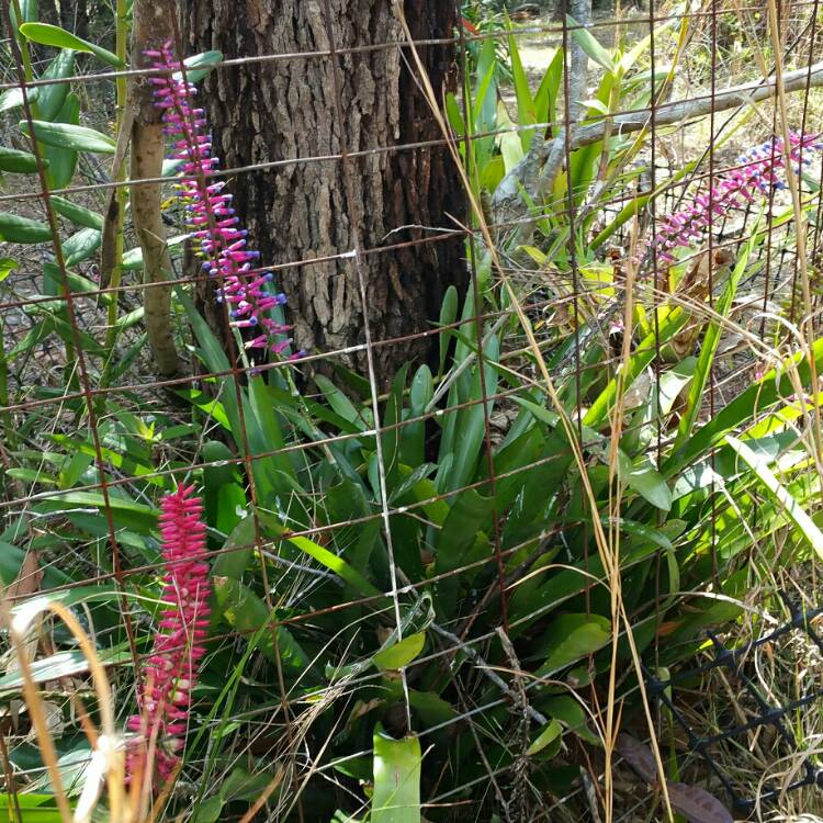plant image 231598