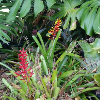 Aechmea gamosepala