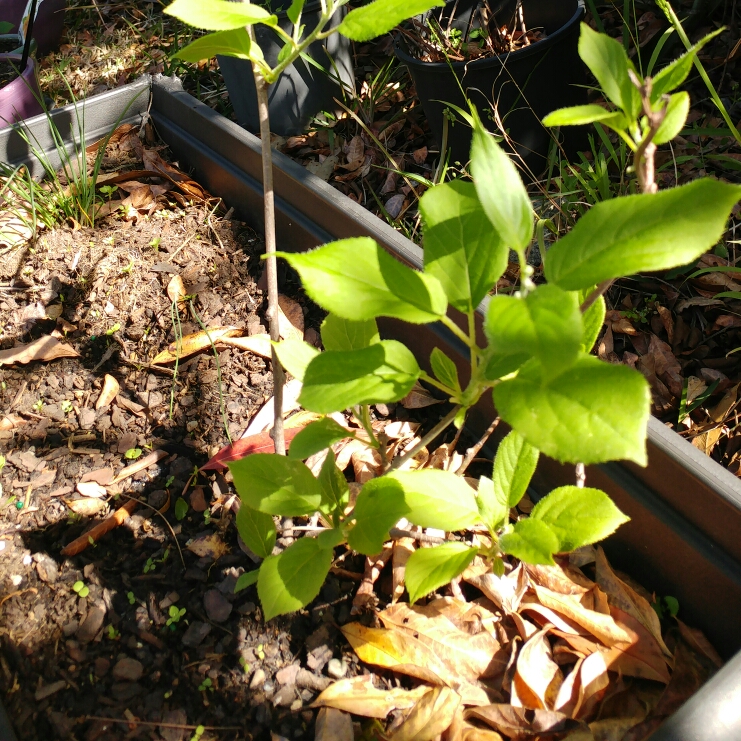 Plant image Actinidia arguta 'Issai'