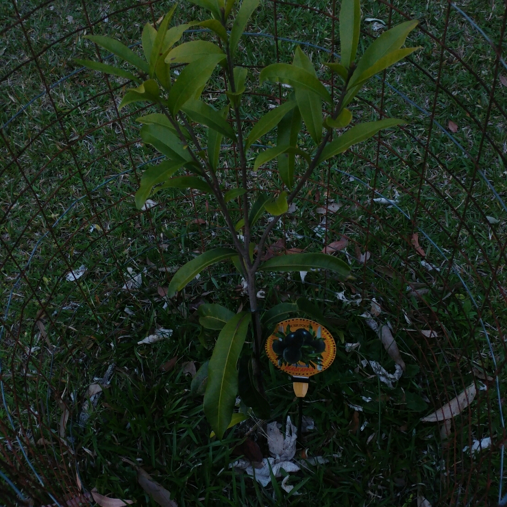 Plant image Pouteria australis syn. Planchonella australis