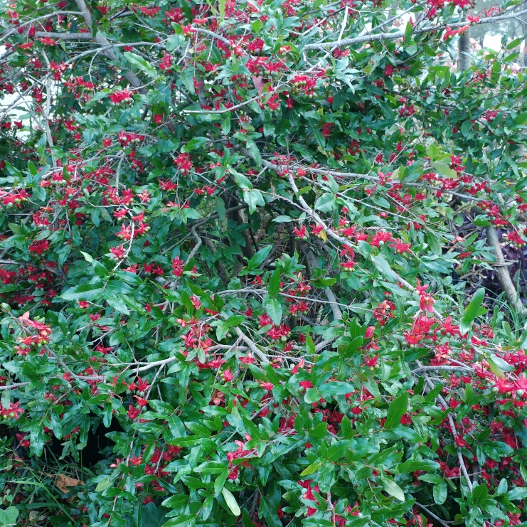 plant image 264398