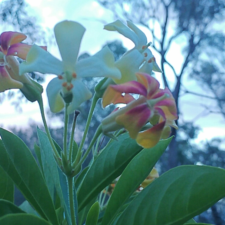 plant image 265130