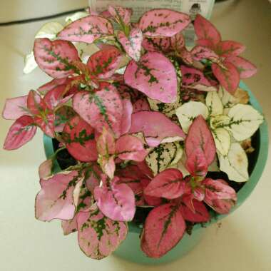 Hypoestes sanguinolenta 'Triple Splash'