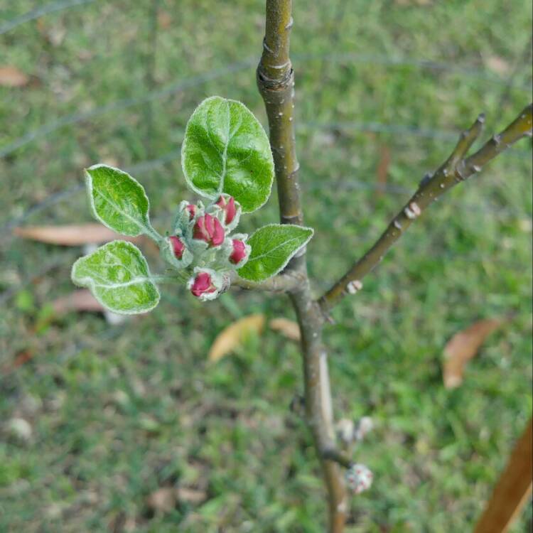Plant image Malus domestica 'Granny Smith'
