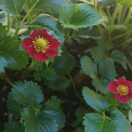 Plant image Fragaria x ananassa 'Frau Mieze Schindler'