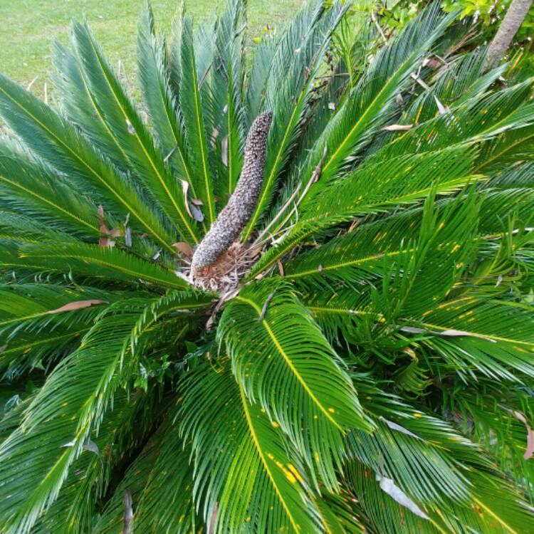 Plant image Encephalartos altensteinii
