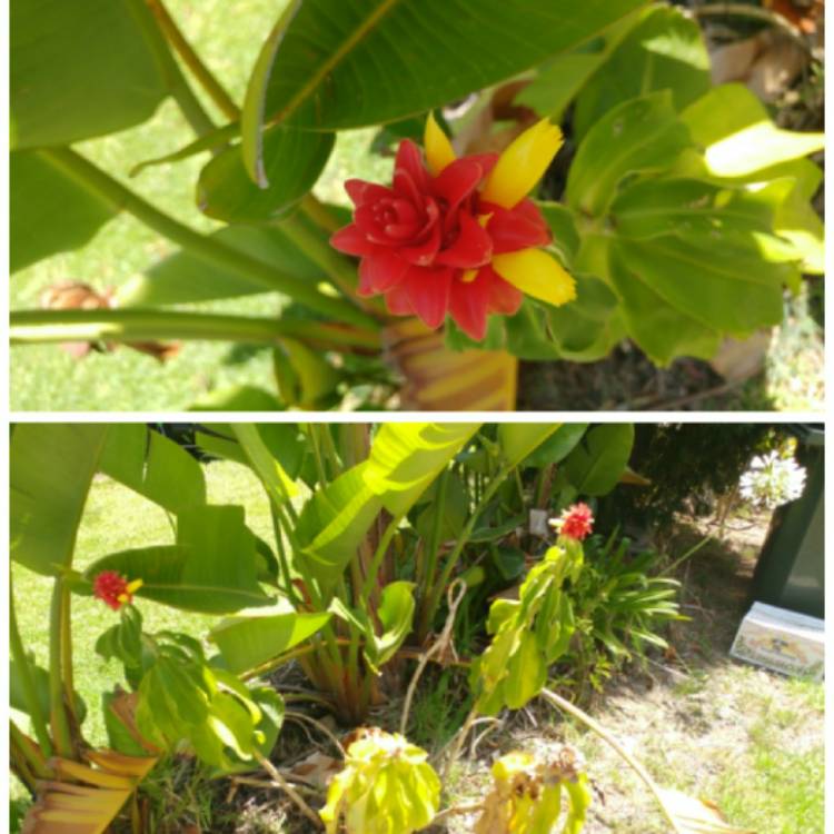 plant image 292757