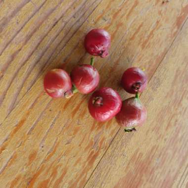 Psidium cattleyanum ; syn.Psidium cattleianum