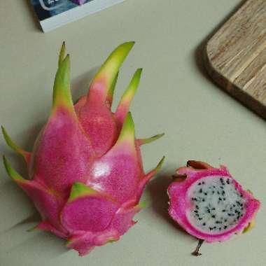 Hylocereus undatus