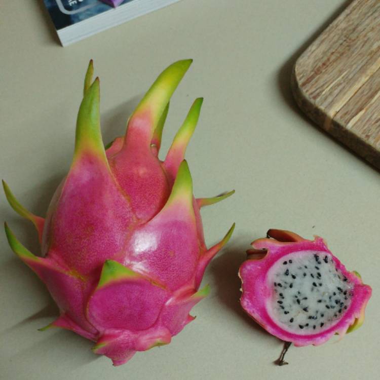 plant image 323663