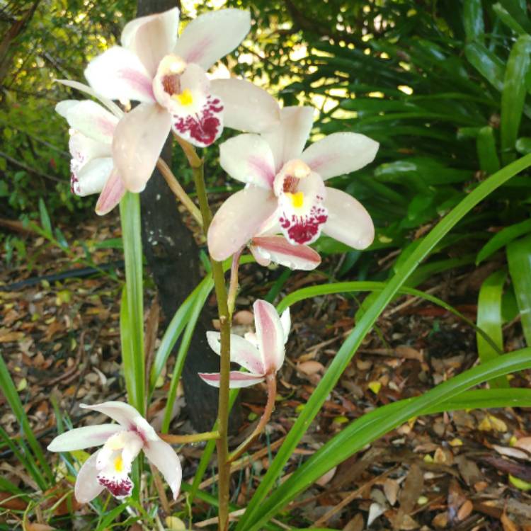 plant image 419656